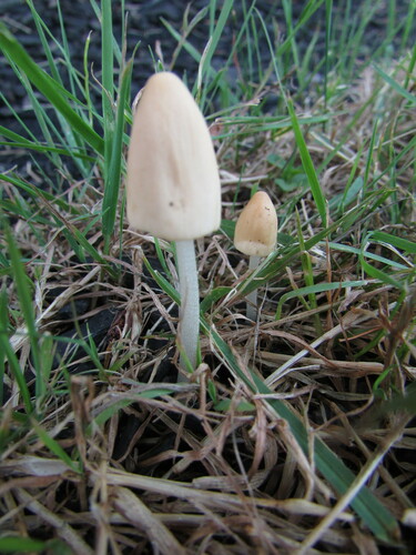 Conocybe apala
