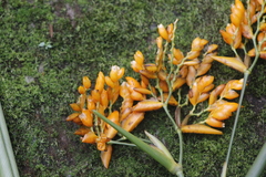 Stromanthe jacquinii