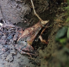 Physalaemus gracilis