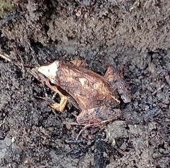 Physalaemus gracilis