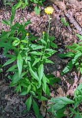 Hieracium paniculatum