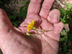 Hieracium paniculatum
