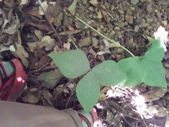 Trillium ovatum