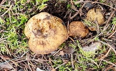 Lycoperdaceae