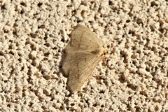 Lambdina punctata