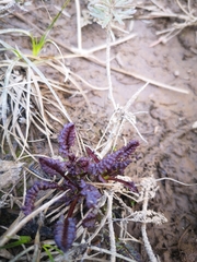 Pedicularis ornithorhynchos