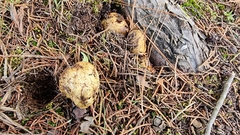 Lycoperdaceae