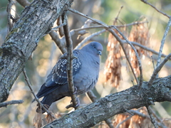 Patagioenas maculosa