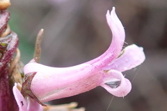 Cyphia digitata digitata