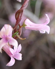 Cyphia digitata digitata