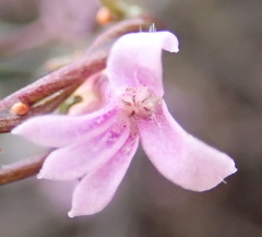 Cyphia digitata digitata