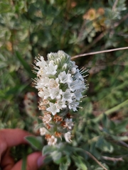 Echiostachys incanus