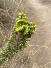 Hazardia squarrosa grindelioides