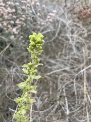 Hazardia squarrosa grindelioides