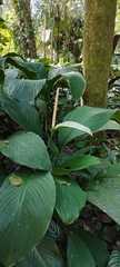 Spathiphyllum cannifolium