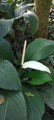 Spathiphyllum cannifolium