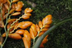 Stromanthe jacquinii