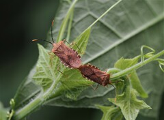 Anasa repetita