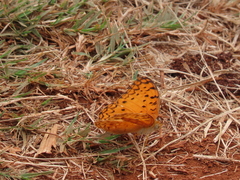Phalanta