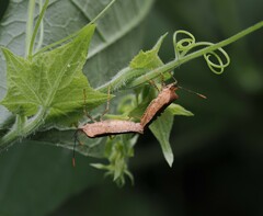 Anasa repetita