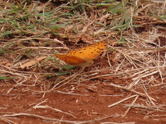 Phalanta