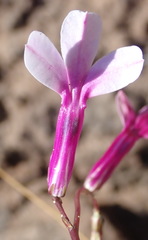 Lobelia tomentosa