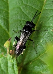 Macrophya ribis