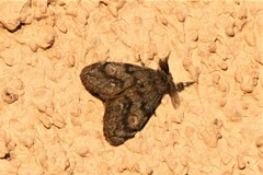 Orgyia pseudotsugata