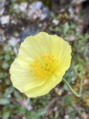 Papaver macounii discolor