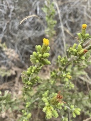 Hazardia squarrosa grindelioides
