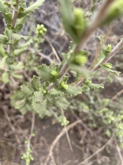 Hazardia squarrosa grindelioides