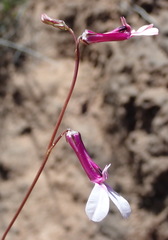 Lobelia tomentosa