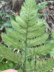 Polystichopsis chaerophylloides