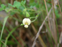 Aeschynomene viscidula