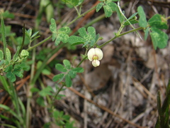 Aeschynomene viscidula