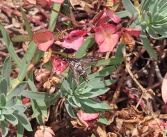 Chamaesphecia bibioniformis