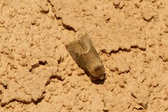 Plagiomimicus spumosum