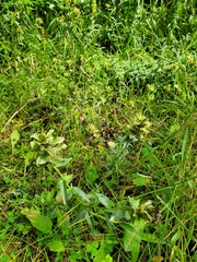 Castilleja unalaschcensis