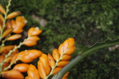 Stromanthe jacquinii