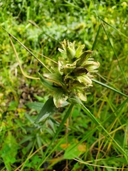 Castilleja unalaschcensis