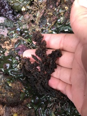 Callithamnion pikeanum