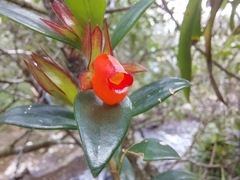 Nematanthus australis