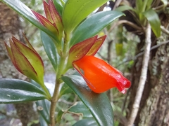 Nematanthus australis