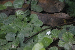 Geophila