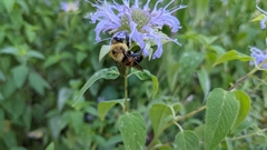 Bombus griseocollis