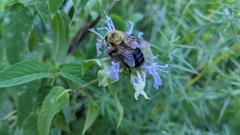 Bombus griseocollis