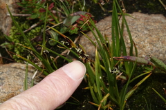 Juncus castaneus