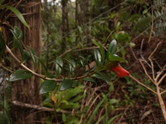 Nematanthus australis