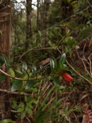 Nematanthus australis