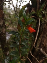 Nematanthus australis